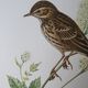Wacky pipit bird board