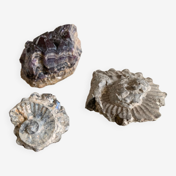 Set of two fossils and an amethyst crystal