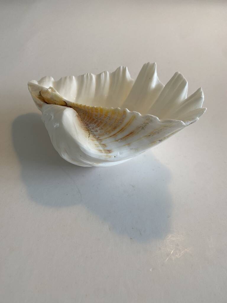 Holy Clam Shell - 23x14x7 cm - Natural - 1000g