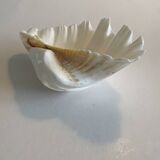 Holy Clam Shell - 23x14x7 cm - Natural - 1000g