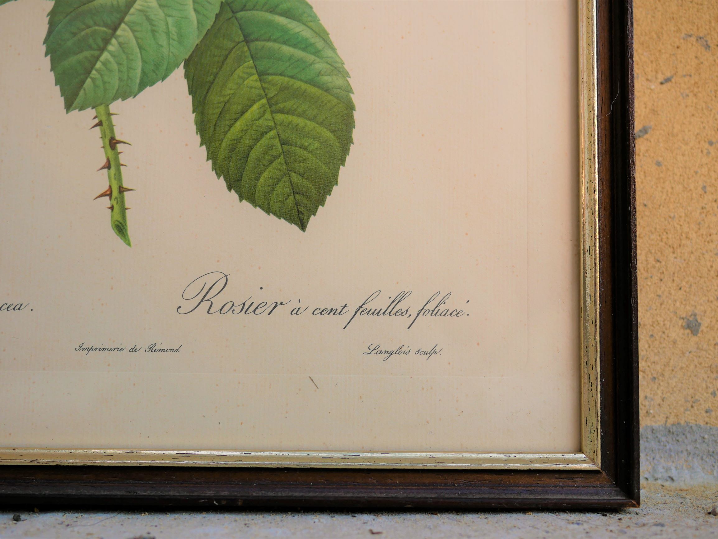Vintage botanical poster "Rosa Centifolia Foliacea" by P.J.Redouté