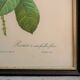 Vintage botanical poster "Rosa Centifolia Foliacea" by P.J.Redouté