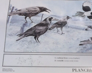 Poster by Michel Michel Cambrony