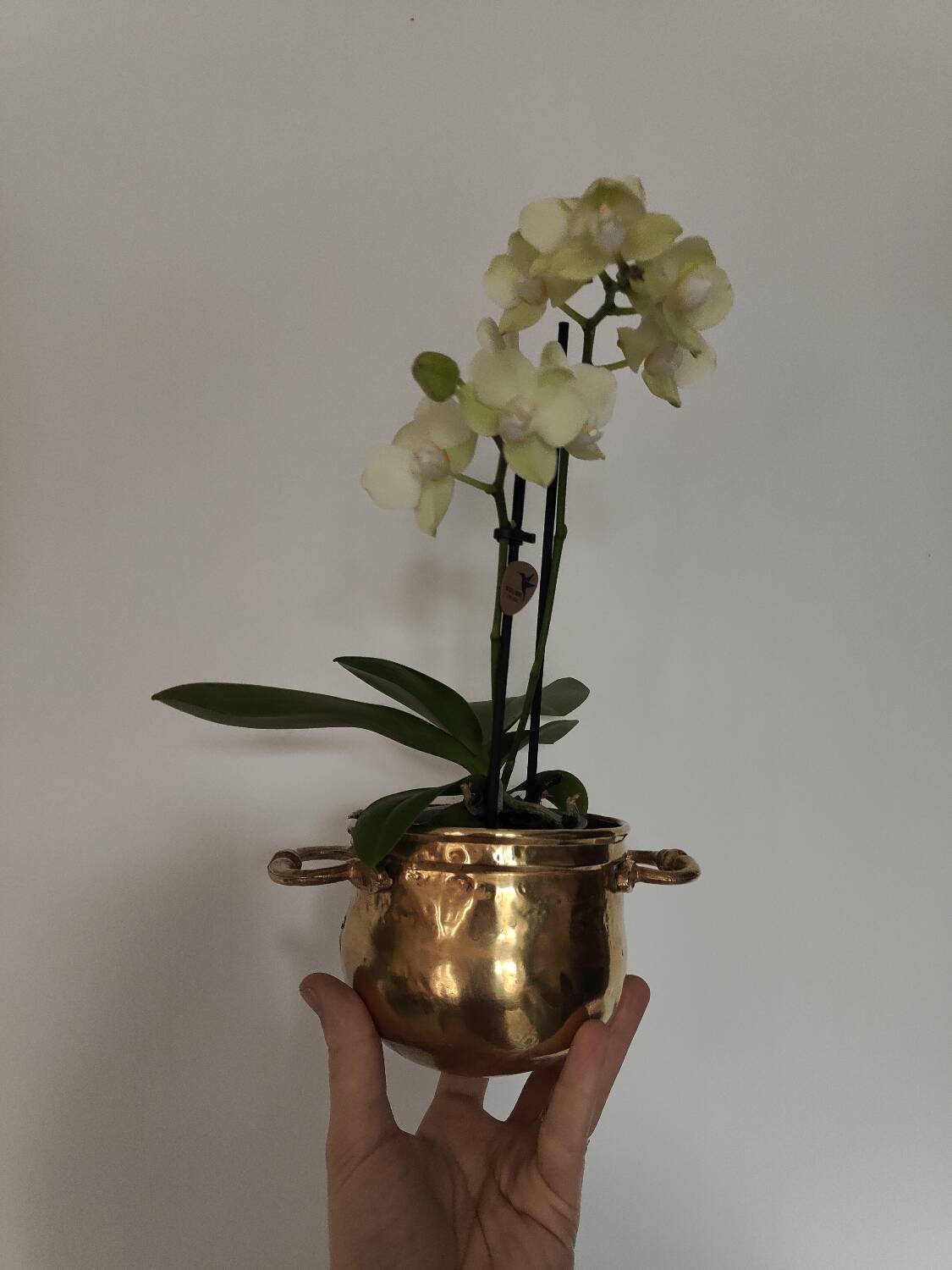Plant pot