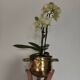 Plant pot