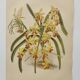 Planche botanique de 1899 - Orchidée Williams -  Gravure ancienne de fleur