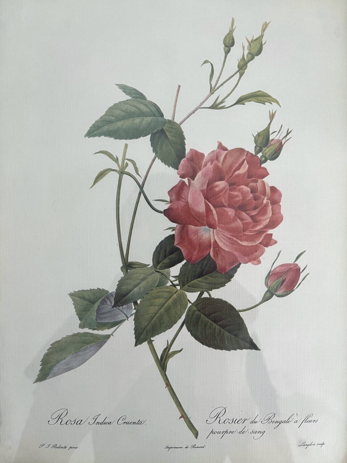 Rose Lithographs by Pierre Joseph Redouté vintage botanical posters