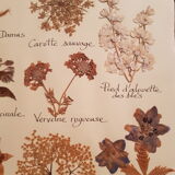 Herbarium plank