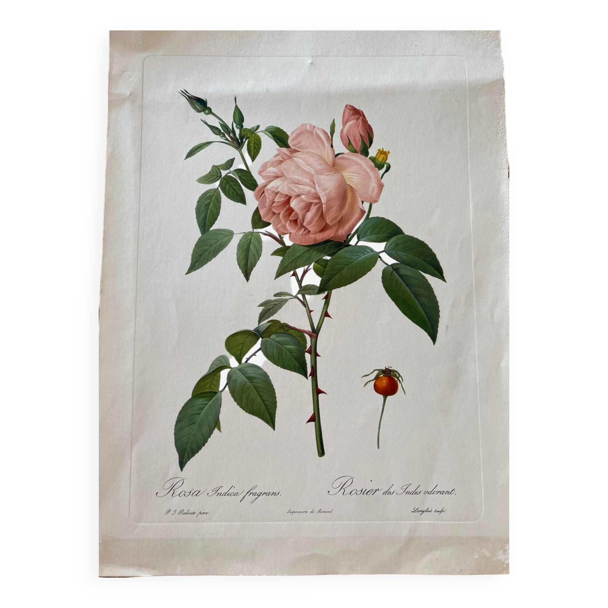 Botanical lithograph PJ Redouté Indian Rose