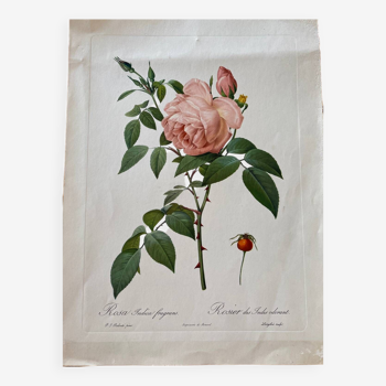 Botanical lithograph PJ Redouté Indian Rose