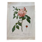 Botanical lithograph PJ Redouté Indian Rose