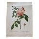 Lithographie botanique PJ Redouté Rosier des Indes