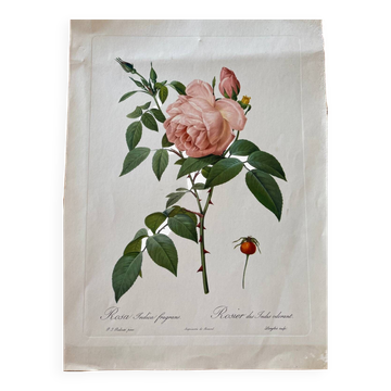 Lithographie botanique PJ Redouté Rosier des Indes