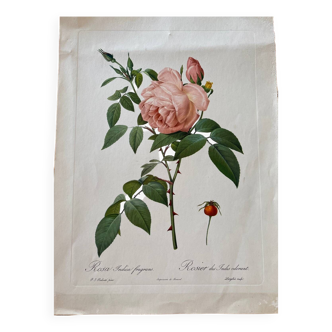 Botanical lithograph PJ Redouté Indian Rose