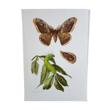 Insect board