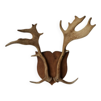 Hunting trophy elk or caribou horn