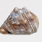 Large horned conch shell helmet