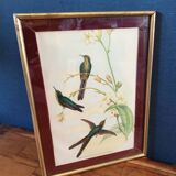 Botanical bird engraving
