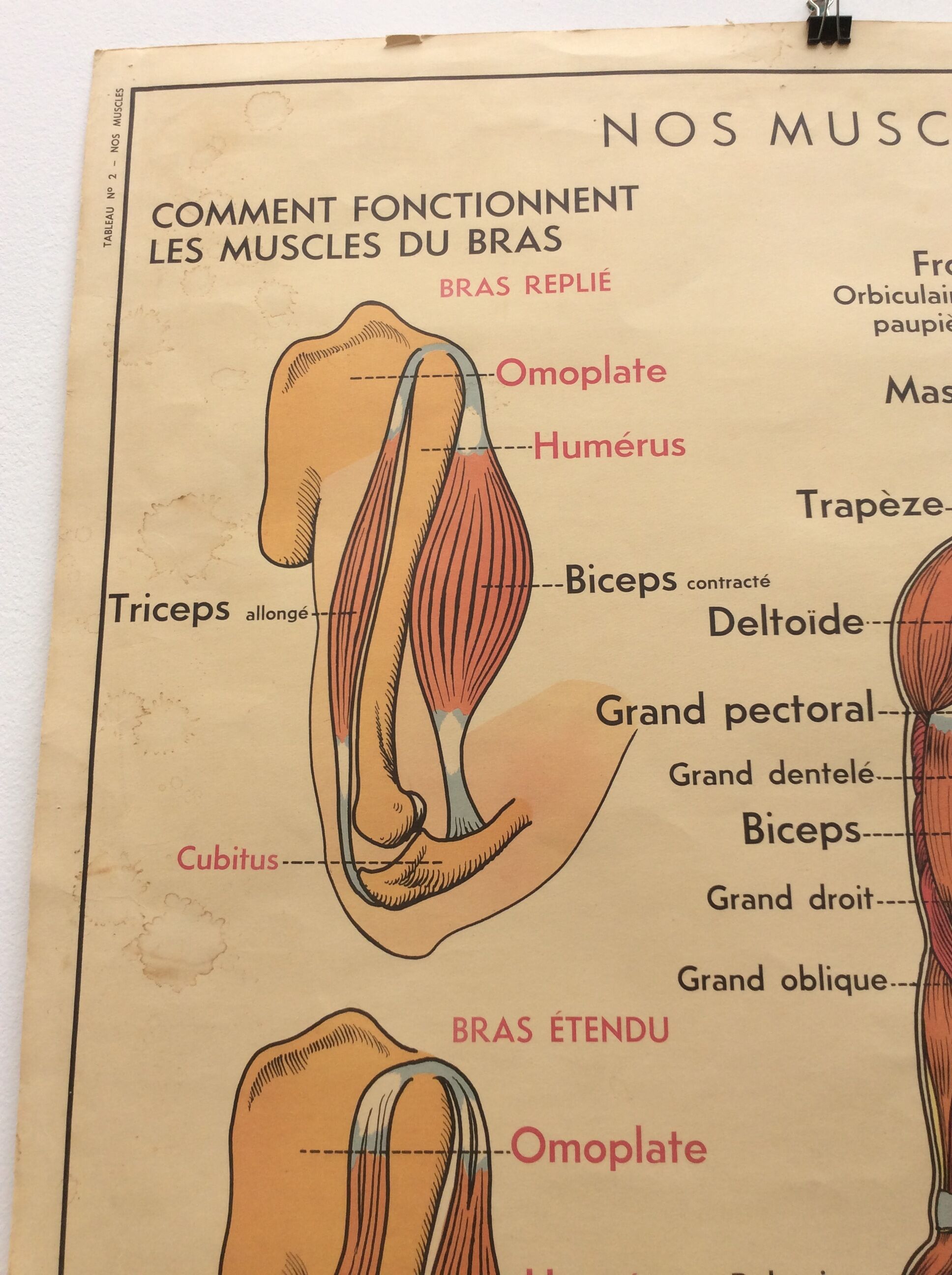Displays anatomy muscles, human body