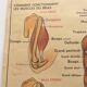 Displays anatomy muscles, human body