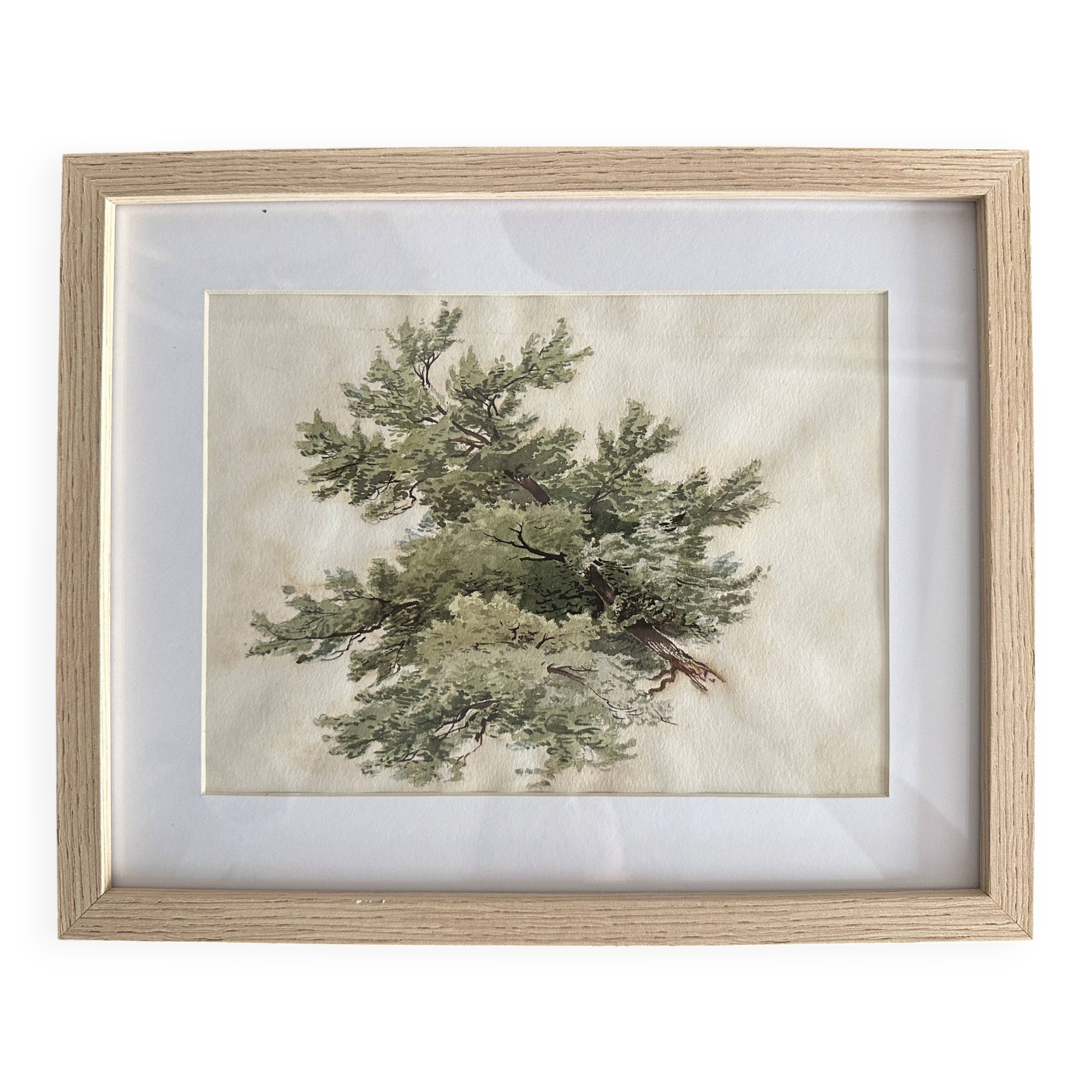 Old watercolour of a tree, botanical study signed, mid-20th century.