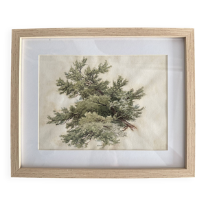 Aquarelle ancienne d’arbre,