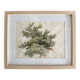 Old watercolour of a tree, botanical study signed, mid-20th century.