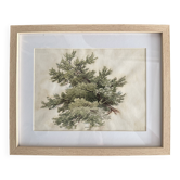 Aquarelle ancienne d’arbre, étude végétale signée, milieu XXe