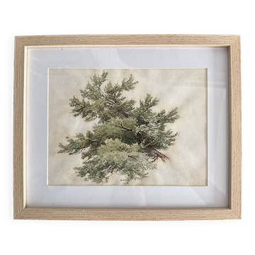 Old watercolour of a tree, signed botanical study, mid-20th century.