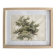 Old watercolour of a tree, botanical study signed, mid-20th century.