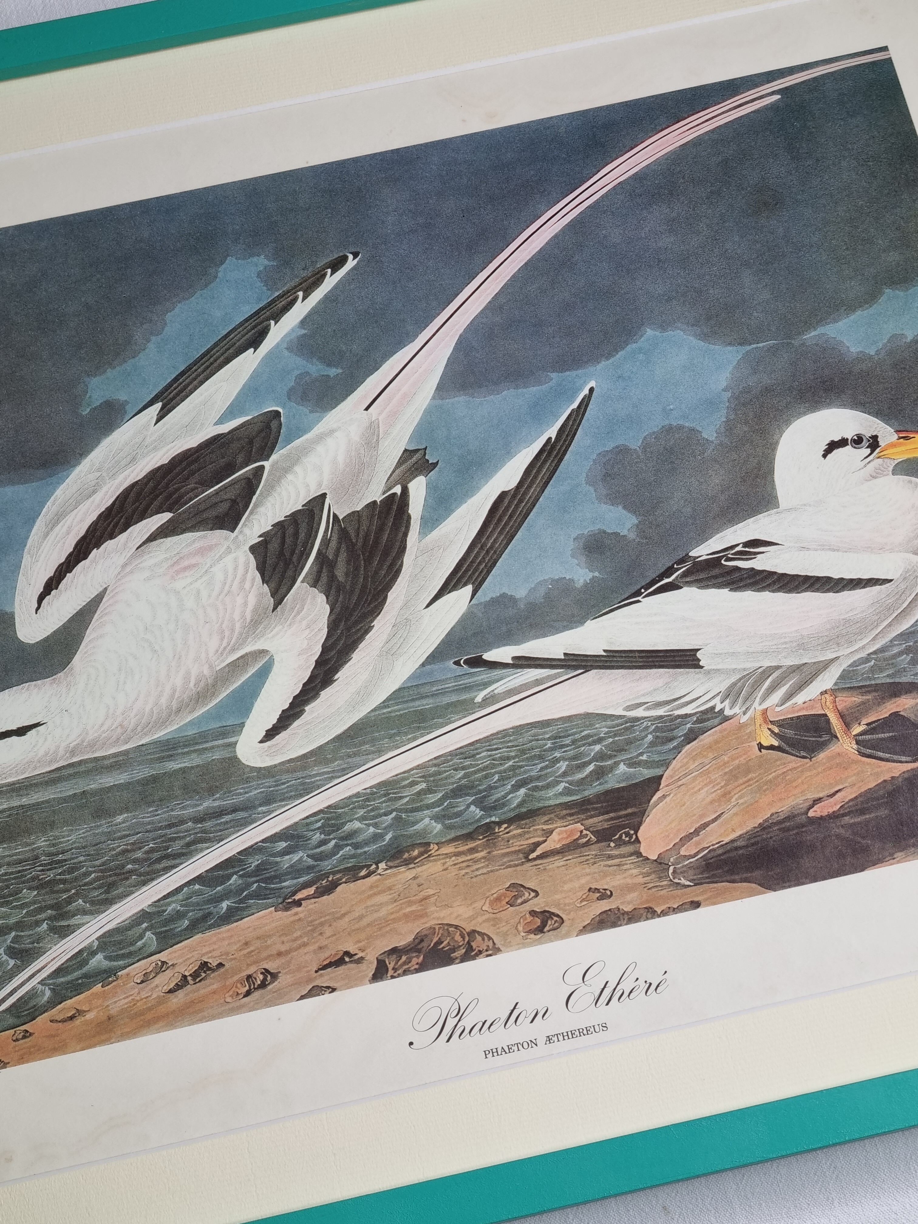 Vintage reproduction after jean-jacques audubon, ornithology, phaeton etheré