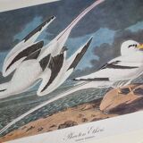 Vintage reproduction after jean-jacques audubon, ornithology, phaeton etheré
