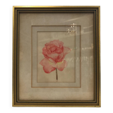 Aquarelle rose