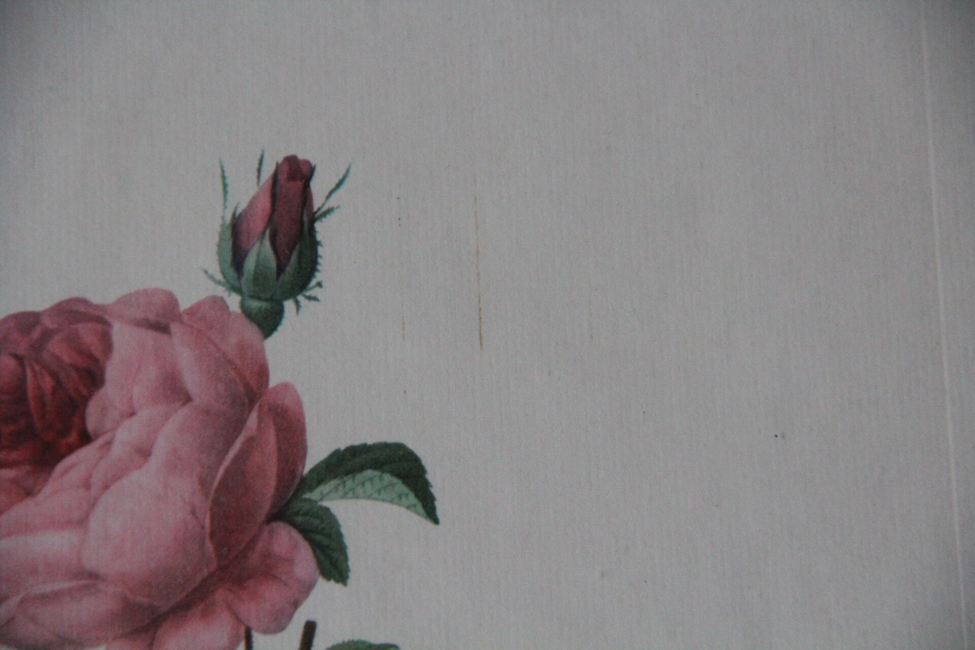 Framed engraving by PJ Redouté