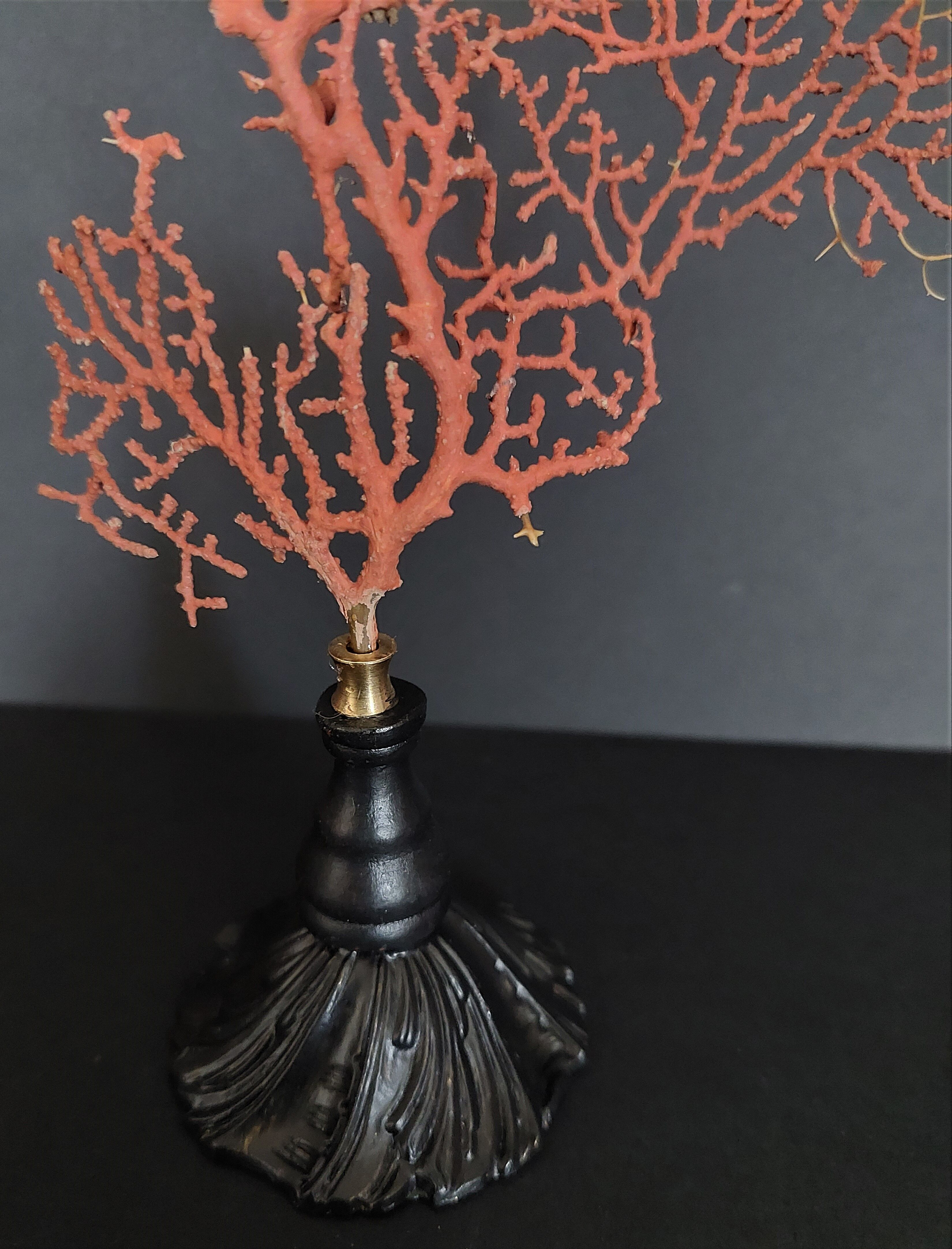 Cabinet of Curiosities red gorgon paramuricea clavata on base