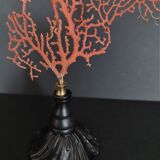 Cabinet of Curiosities red gorgon paramuricea clavata on base