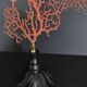 Cabinet of Curiosities red gorgon paramuricea clavata on base