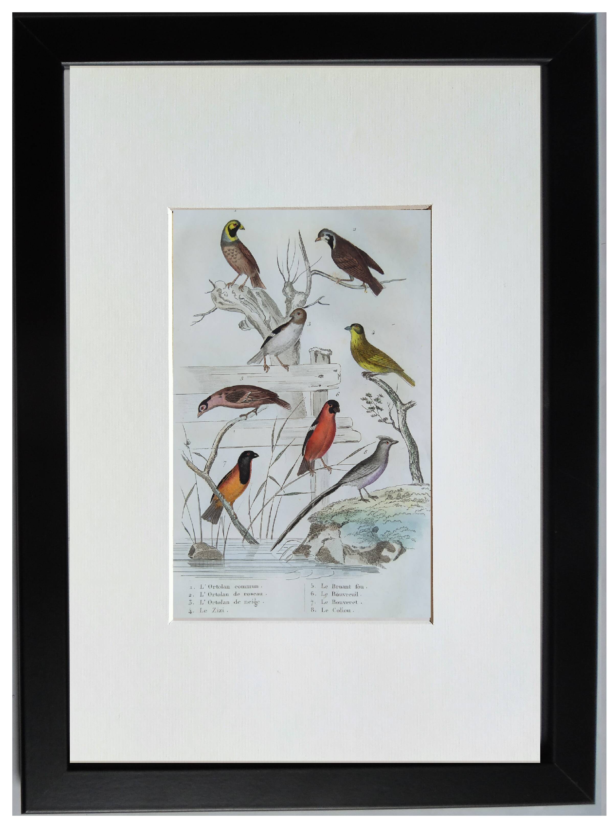 6 original ornithological plates "Buffon 1837"