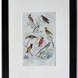 6 original ornithological plates "Buffon 1837"