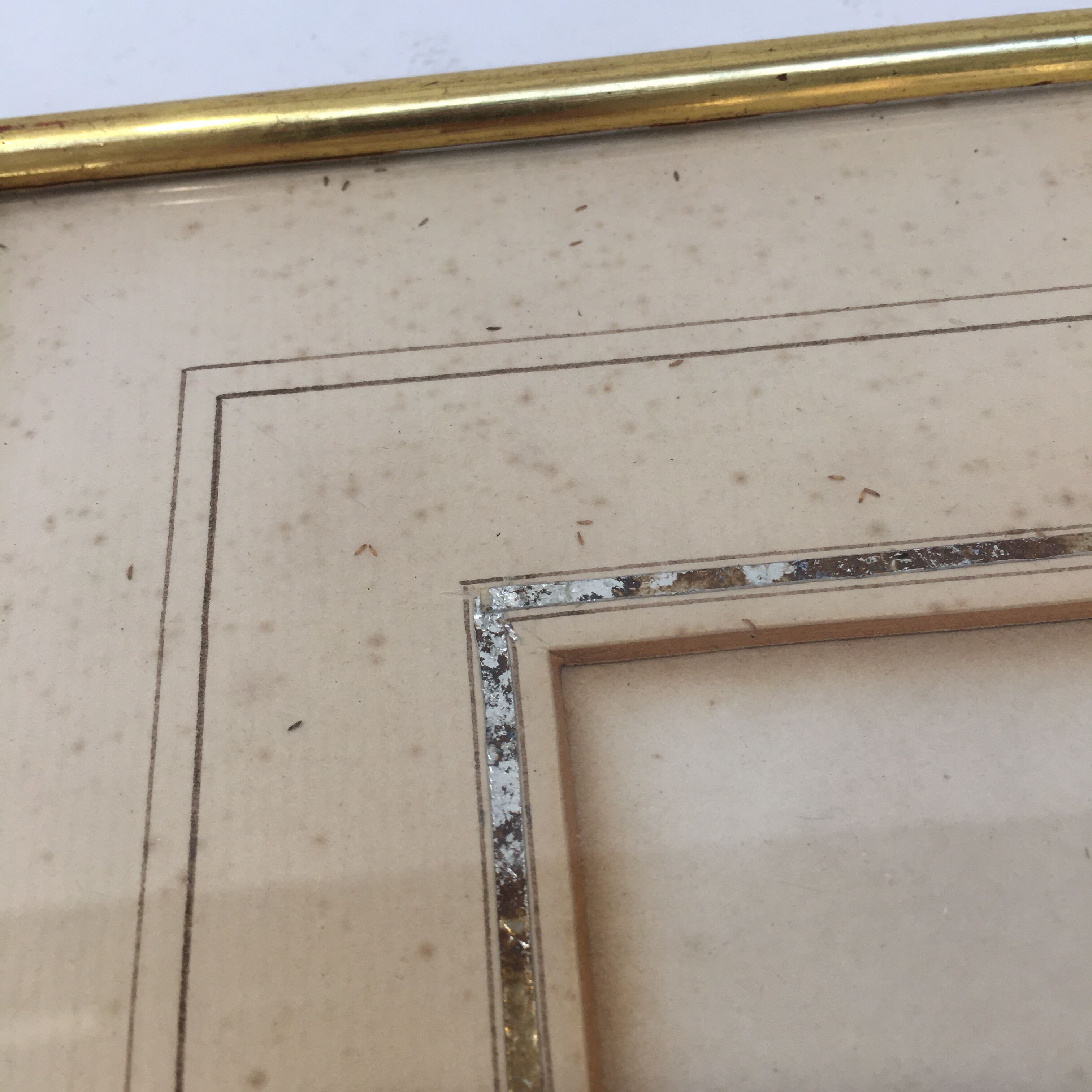 Pair of flower engravings by P.J. Redouté