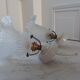 Pair of tulip sconces on inclined support 50s