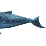 "Hélène" the whale, art print 20/30cm