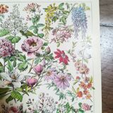 Lithograph on flowers from 1928 "rose bushes"