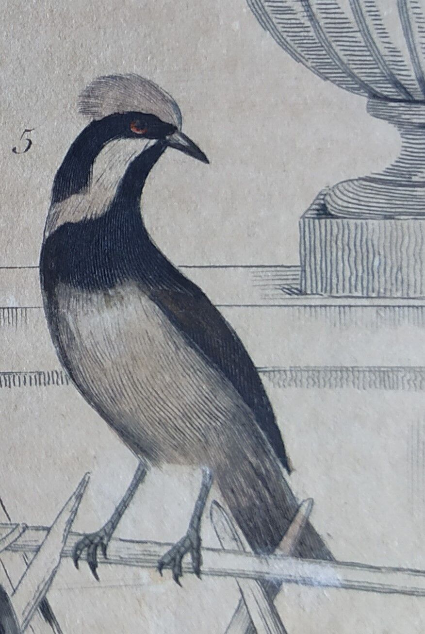 Planche Ornithologique originale " Pitpit bleu - Roitelet - Roitelet mésange - &c... " Buffon 1836