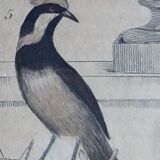 Original Ornithological plate " Pitpit bleu - Roitelet - Roitelet mésange - &c... " Buffon (1836)