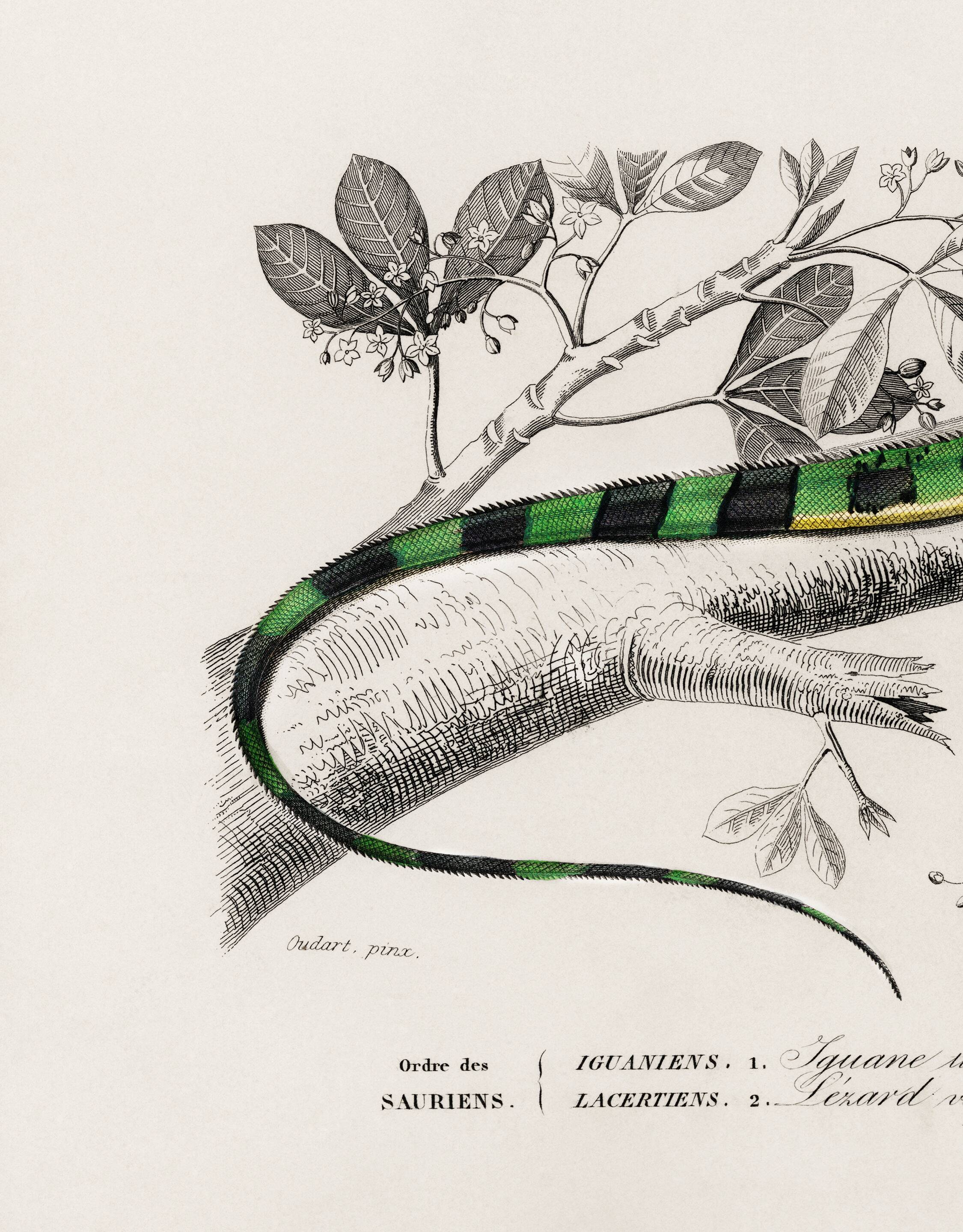 Poster for “The Iguana and the Green Lizard”, after an old engraving from 1