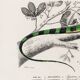 Poster for “The Iguana and the Green Lizard”, after an old engraving from 1
