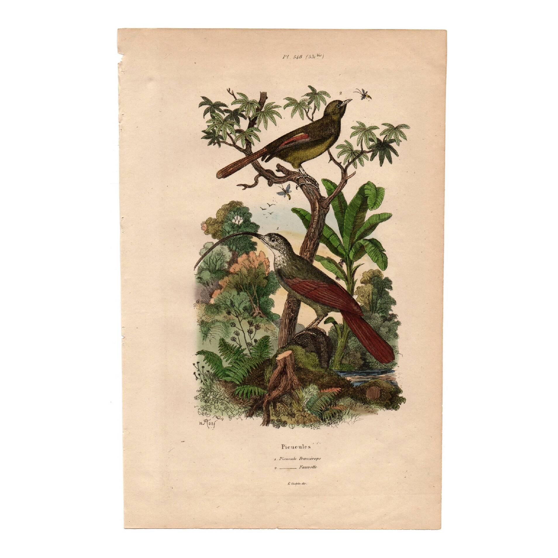 Old engraving from 1839 - Picucules by A. Fries