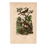 Old engraving from 1839 - Picucules by A. Fries