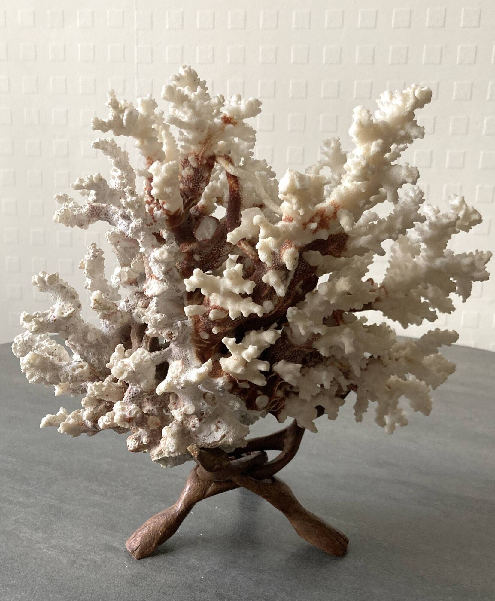 Corail blanc grand modèle 1960 sur bois sculpté